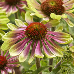 Echinacea 'Green Twister'